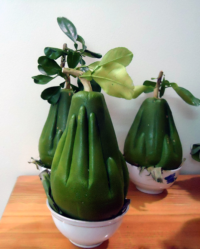 Bưởi[-]dáng[-]bàn[-]tay[-]Phật[-]trình[-]làng